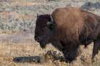 USA-Wyoming-Yellowstone National Park-Lamar Valley-Male American bison Art Print